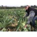 CAULIFLOWER LARGE Size Each LEVIN Grown